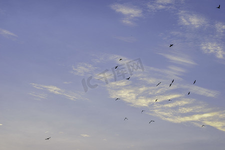 早上遛鸟摄影照片_清晨的天空