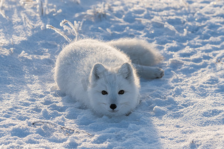 野生北极狐在冬季躺在苔原上。