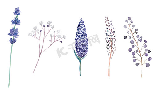 水彩手绘紫色和绿色草药和花朵设置隔离在白色背景。