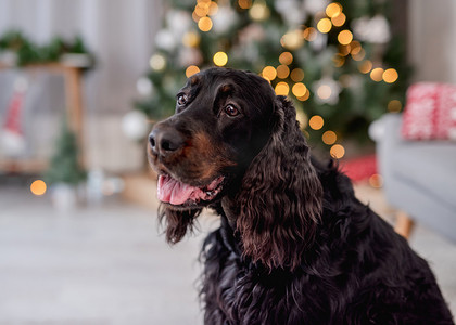 苏格兰塞特犬与发光的圣诞树