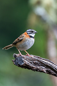 红领麻雀或安第斯麻雀，San Gerardo de Dota，哥斯达黎加的野生动物和观鸟。