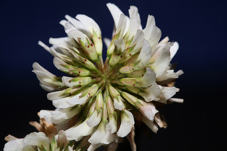 白色野花开花特写植物背景三叶亚历山大家族豆科高品质大尺寸印刷