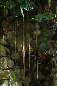 一堵石墙，顶部悬挂着藤蔓、怪物和蕨类植物