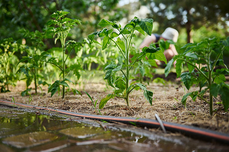 在一个在菜园里工作的农民模糊的背景下，浇灌的番茄幼苗生长在开阔地的花坛上。