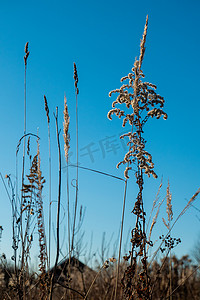 蓝色天空摄影照片_在户外阳光明媚的日子里，干芦苇对着清澈的浅蓝色天空。