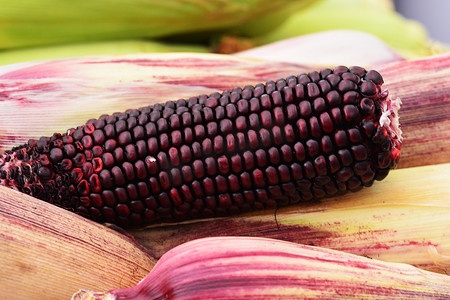 玉米粒摄影照片_紫玉米