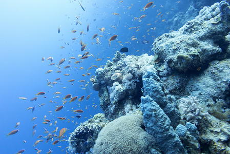 海底植物植物摄影照片_热带海洋深处有鱼 anthias 的珊瑚礁