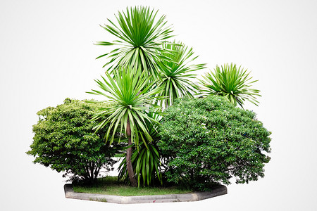花园热带树木植物在白色背景下与剪切路径隔离。
