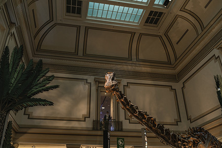 恐龙展摄影照片_史密森尼长颈恐龙化石展
