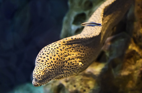 水族馆里的咸水鱼海鳗。
