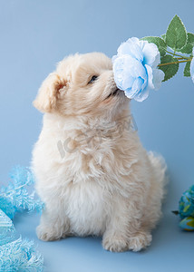 那只奶油色贵宾犬的小狗坐在花旁边的蓝色背景上，从上面嗅着花