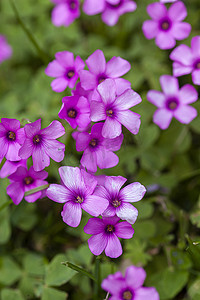 春天草地上的紫色花朵