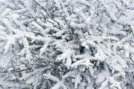 可爱的小圣诞树的冷杉树枝，第一场雪，冬天开始的风景，雪花下的针叶