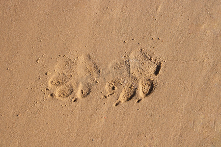 海滩沙子上狗爪子的特写