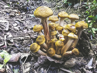 绅士魔术师胡子摄影照片_黄色毒蘑菇
