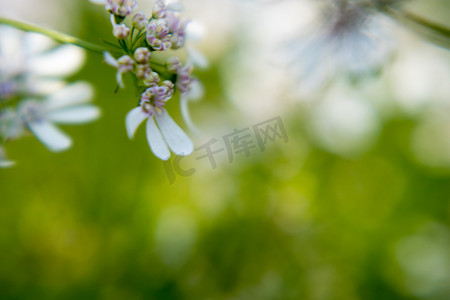 麻辣串串logo摄影照片_阳光明媚的日子里香菜植物的花