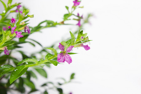 特写，粉红色的花朵在早晨绽放，柳树花为壁纸。