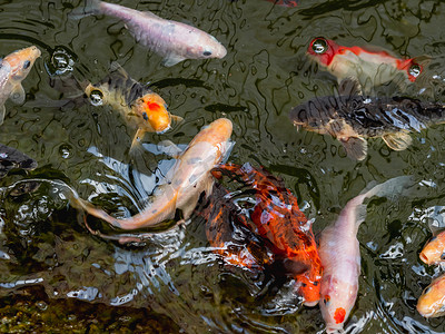 红锦鲤摄影照片_阿穆尔鲤鱼或 Cyprinus rubrofuscus，通常称为 Koi 或 nishikigoi。