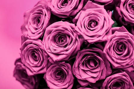 豪华紫玫瑰花束，鲜花盛开，作为花卉假日背景