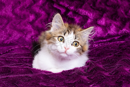 一只蓬松的小猫在紫色背景下微笑