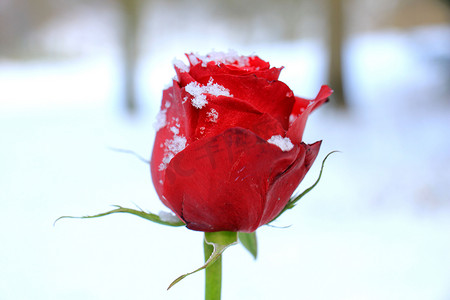 一朵被雪覆盖的大红玫瑰