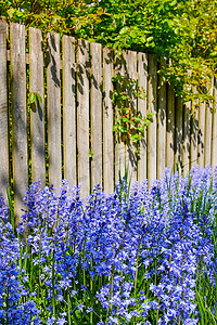 在私人后院或僻静的家庭花园的绿色茎上生长和开花的常见蓝铃花的景观。