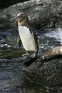 加拉帕戈斯企鹅，加拉帕戈斯国家公园，厄瓜多尔