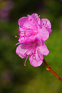 粉色夏天背景摄影照片_紫色杜鹃花花关闭