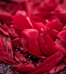 抽象花卉节日艺术背景、梦幻花园中盛开的红色花瓣和奢华水疗品牌的自然之美以及婚礼请柬设计