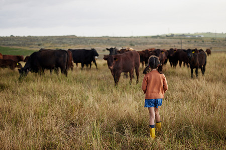 可持续发展、农业和农业，小女孩在农场与牛玩耍，探索户外自然。