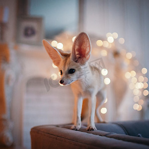 漂亮的耳廓狐幼崽在装饰有圣诞树的房间里。
