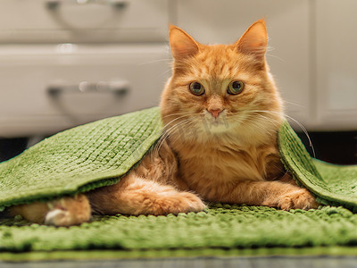 浴室地毯摄影照片_可爱的姜猫躺在浴室地板上，上面铺着绿色地毯。