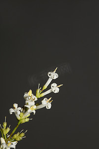 白花开花特写植物现代背景女贞科木犀科大尺寸高品质版画墙海报