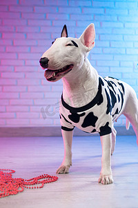 一只穿着斑点狗服的白色斗牛犬靠在霓虹粉色和蓝色色调的砖墙上