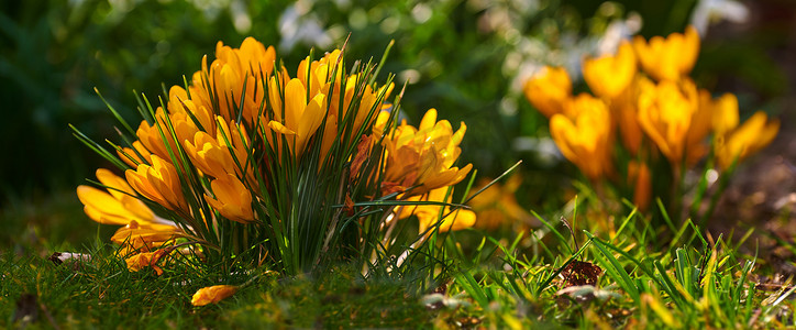 在私人、风景优美和僻静的家庭花园中，黄色有毒番红花植物生长在富含矿物质、营养丰富的土壤中。