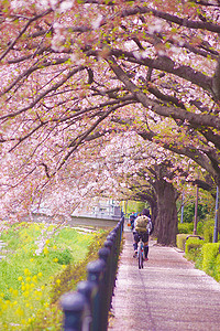 骑自行车在樱花人行道上奔跑的人们