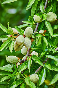 春天水果摄影照片_杏仁树枝细节与水果在春天