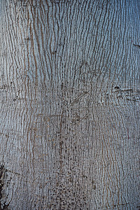 树皮浅灰色特写镜头的纹理。