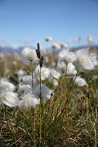 北极棉花或北极棉草在风中飘扬，努勒维特池塘入口