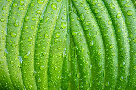 雨后有水滴的绿色植物叶子特写