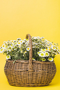 白色鲜花束摄影照片_chamomiles 鲜花篮黄色背景