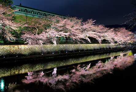 粉色的樱花树摄影照片_京都的樱花树在晚上