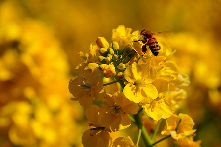 油菜花田蜜蜂摄影照片_蔬菜花和蜜蜂
