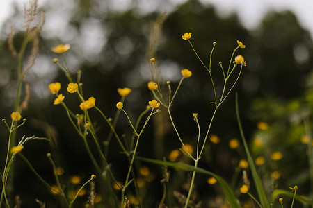 毛茛黄色花在绿草背景上的草地上。