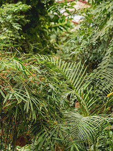 温室中的热带植物。