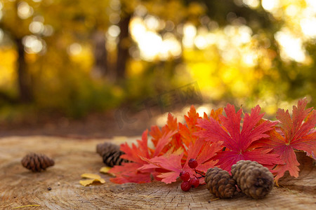 森林树桩上的红枫叶、浆果和云杉锥，有选择的焦点，秋季，感恩节的概念