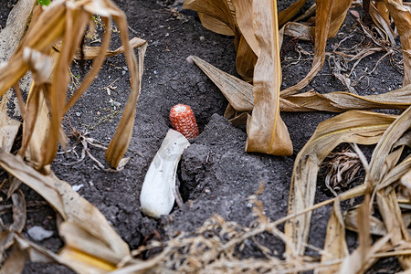 粮食危机摄影照片_高温和干旱后玉米田土壤出现宽裂缝