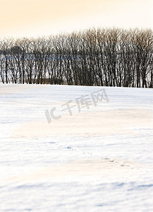 美丽明亮的白色雪景，在寒冷的冬日，有一排干树，有复制空间。