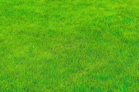 绿草草坪表面壁纸纹理背景