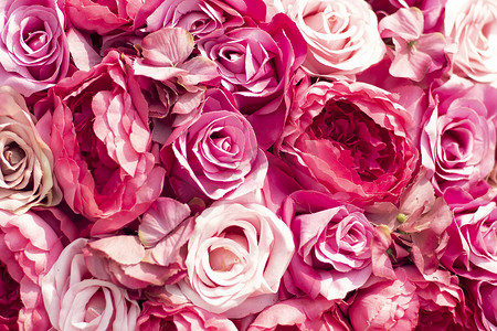 选择焦点美丽的粉红色花朵背景。